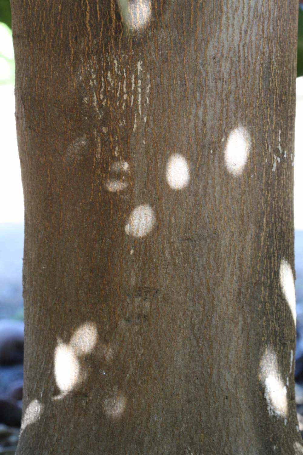            Bark (Riverside, CA)   